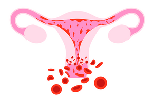 Почему может быть 2 менструации за один месяц